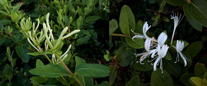 [Two photos spliced together. On the left is are the closed buds which look like long thin tubers sticking out from the leaves. On the right are the open white buds with their long thin petals and even thinner long stamen.]